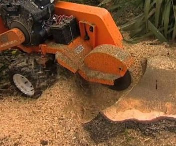 Auckland Arborist -Stump grinding Auckland Arborist -Stump grinding